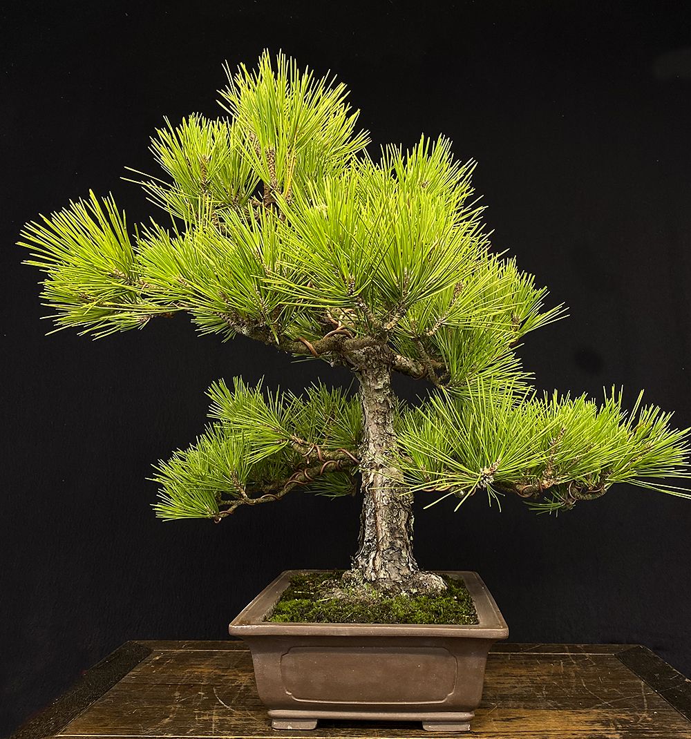 Bonsai Tree For Sale Las Vegas